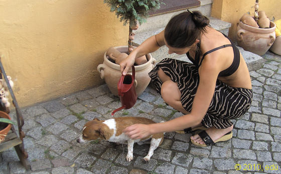  auch Pudel werden so begossen ... 